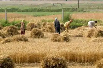 The Downfall of Agricultural Sector In Pakistan: Challenges & Remedies