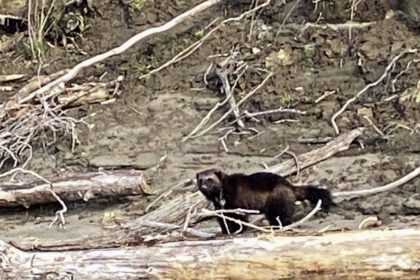 A rare sighting of a wolverine was captured on video