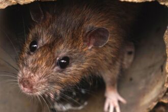 Animal rights activists downplay the city’s rat