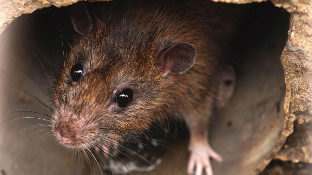 Animal rights activists downplay the city’s rat