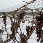 BC wine industry projects 50% less wine