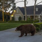 Bear sightings are a growing problem in Sierra