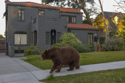 California bears are even hungrier than usual