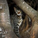 Cat killing contest canceled in New Zealand