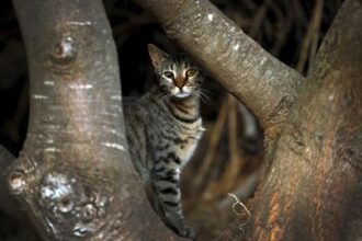 Cat killing contest canceled in New Zealand