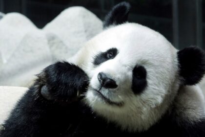 Chinese panda on long-term loan to Thailand dies