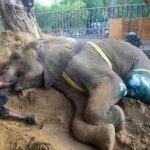 Elephant Noor Jehan seriously ill in Karachi