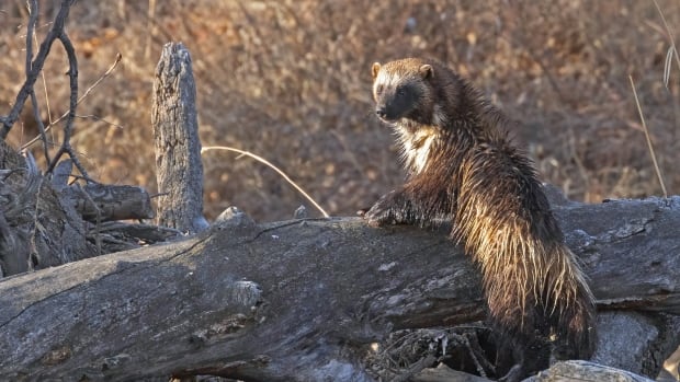 Famous elusive wolverine photographed in the south
