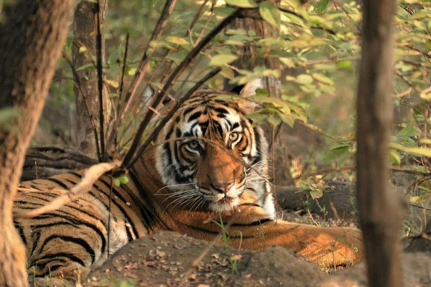 India has saved the tiger from extinction, but