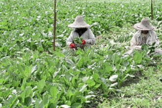 Malaysian farmers throw away tons of waste