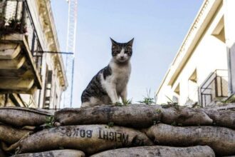 New Zealand feral cat hunting abolished