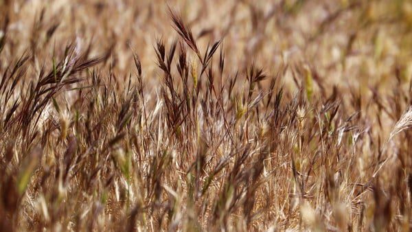 New lows for grains in Chicago