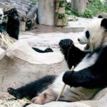 Panda borrowed from China dies of age in Thailand
