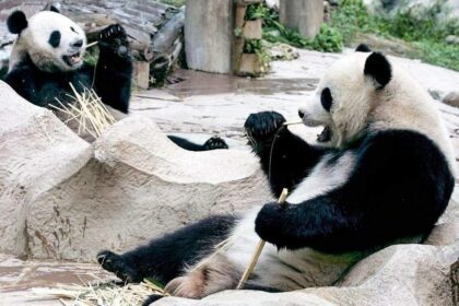 Panda borrowed from China dies of age in Thailand