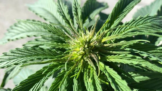 Prohibition of homegrown cannabis plants in Quebec