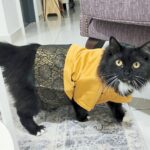Purring baju melayu for cats during Hari Raya