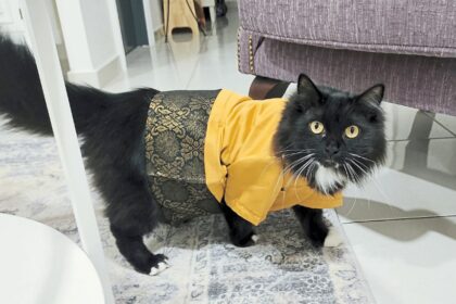 Purring baju melayu for cats during Hari Raya