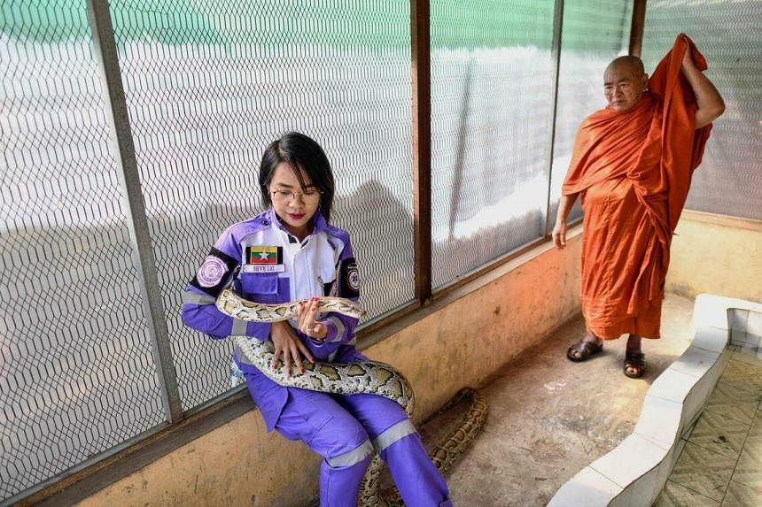 Pythons on your porch?  Name Myanmar snake