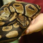 Salmonella outbreak in Canada linked to snakes,