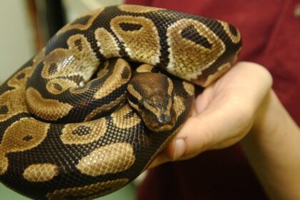 Salmonella outbreak in Canada linked to snakes,