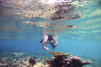 Scientists identify Caribbean sea urchin killer