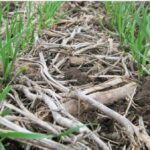 The keys to better fertilize wheat