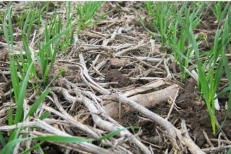 The keys to better fertilize wheat