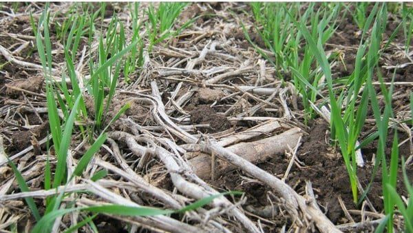 The keys to better fertilize wheat