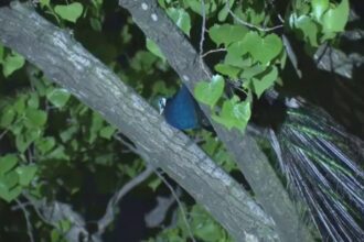 ‘Vicious’ Bronx peacock, named Raul, bites man,