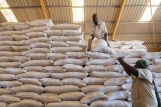 WFP chief halts aid operations in Sudan