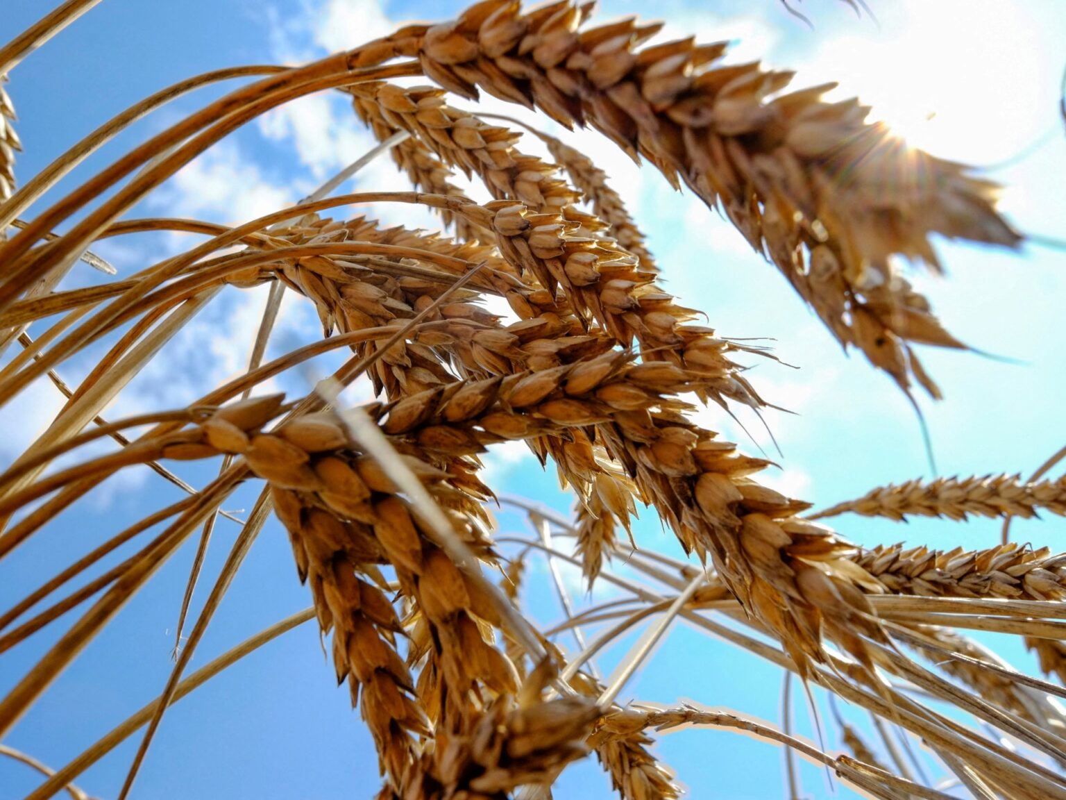 Why is Ukrainian grain suddenly so divisive?