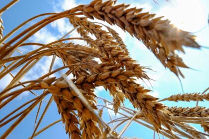 Why is Ukrainian grain suddenly so divisive?