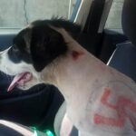 Missouri Animal Rescue takes in a found puppy