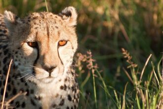 3 out of 4 cheetah cubs born 70 years later in India