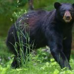 A bear attack in Pennsylvania left two young children behind