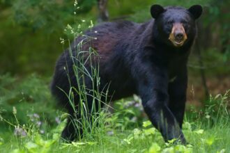 A bear attack in Pennsylvania left two young children behind