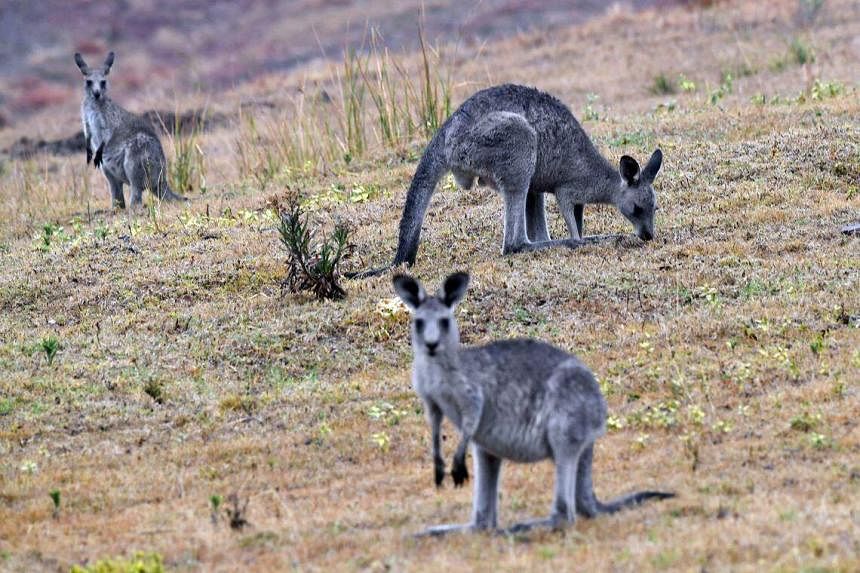 Australia told them to shoot kangaroos before they did