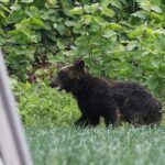 Bear suspects he attacked a fisherman