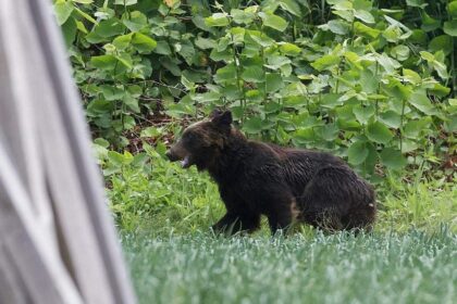 Bear suspects he attacked a fisherman