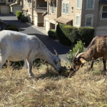 California overtime law threatens grazing use