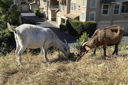 California overtime law threatens grazing use