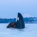 Caught on camera: Orca’s ‘gauges’ from Vancouver