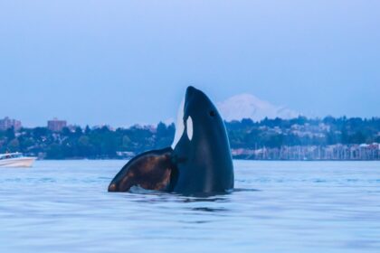 Caught on camera: Orca’s ‘gauges’ from Vancouver