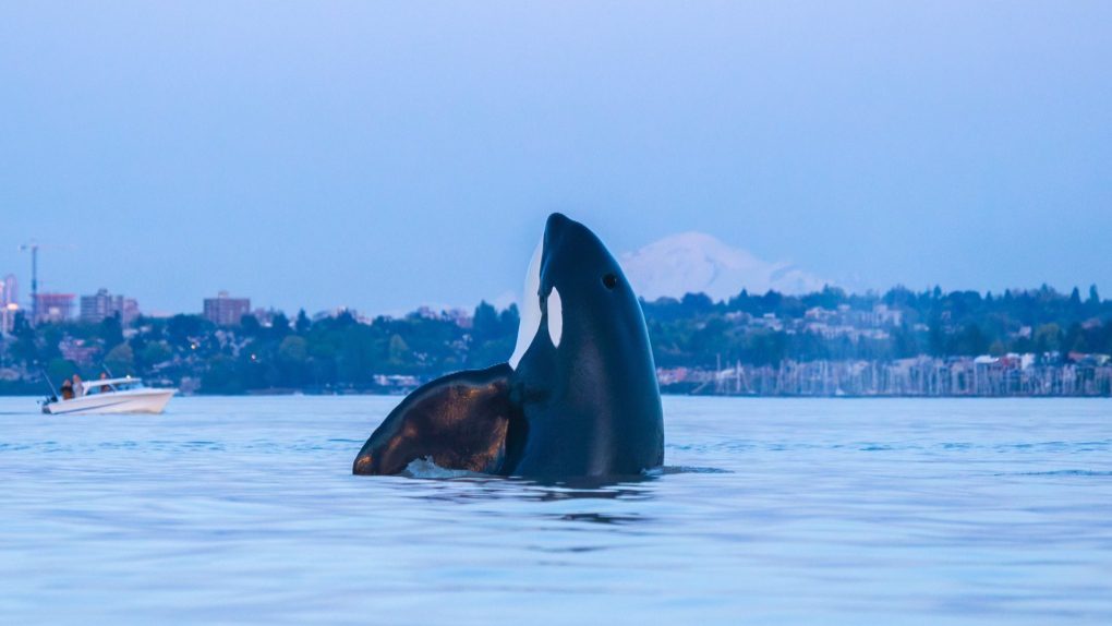 Caught on camera: Orca’s ‘gauges’ from Vancouver