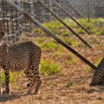 Cheetah Deaths Mar India’s Attempts To