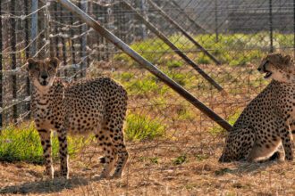 Cheetah Deaths Mar India’s Attempts To