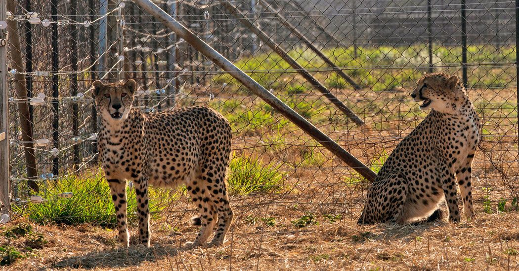Cheetah Deaths Mar India’s Attempts To