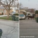 Cow running loose after senior in a Chicago suburb