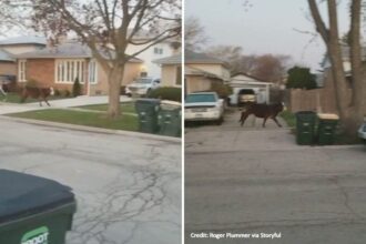 Cow running loose after senior in a Chicago suburb