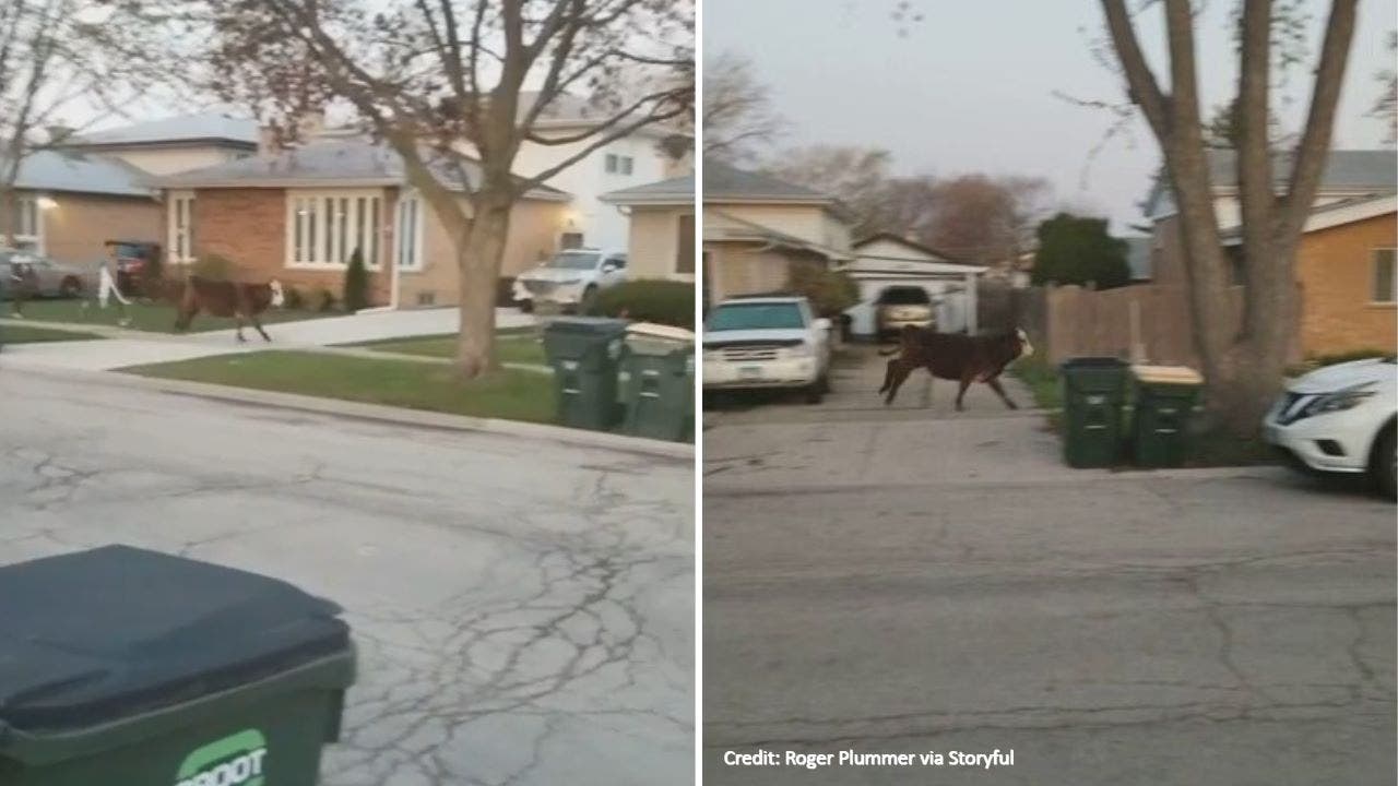 Cow running loose after senior in a Chicago suburb